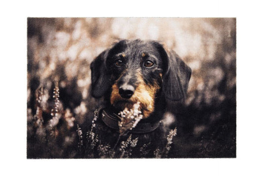 Deco Doggy 1698 106999 Lábtörlő 40 × 60 cm